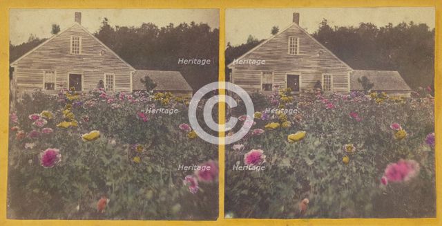 Poppy field Cabbot Vt., about 1870. Creator: Unknown.