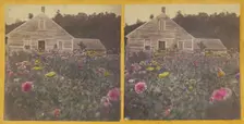Poppy field Cabbot Vt., about 1870. Creator: Unknown