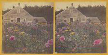 Poppy field Cabbot Vt., about 1870. Creator: Unknown