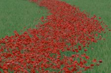 Poppy field. Artist: Dario Fusaro