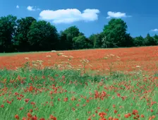Poppy field, near Polesden Lacey, Surrey. Creator: Peter Thompson