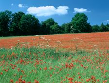 Poppy field, near Polesden Lacey, Surrey. Creator: Peter Thompson