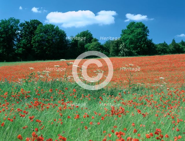 Poppy field, near Polesden Lacey, Surrey. Creator: Peter Thompson.