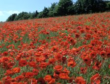 Poppy Fields, Great Bookham, Surrey, England, c2000. Creator: Peter Thompson