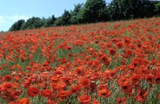 Poppy Fields, Great Bookham, Surrey, England, c2000. Creator: Peter Thompson.