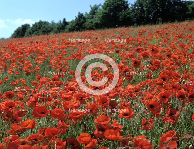 Poppy Fields, Great Bookham, Surrey, England, c2000. Creator: Peter Thompson.
