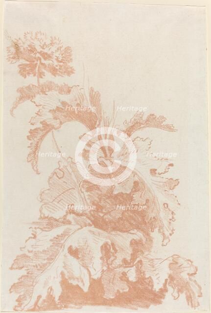 Poppy in Bloom, mid 1760s. Creator: Jean Baptiste Marie Huet.