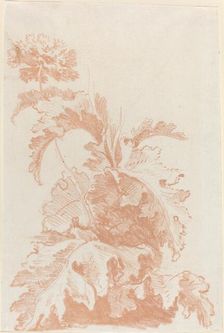 Poppy in Bloom, mid 1760s. Creator: Jean Baptiste Marie Huet