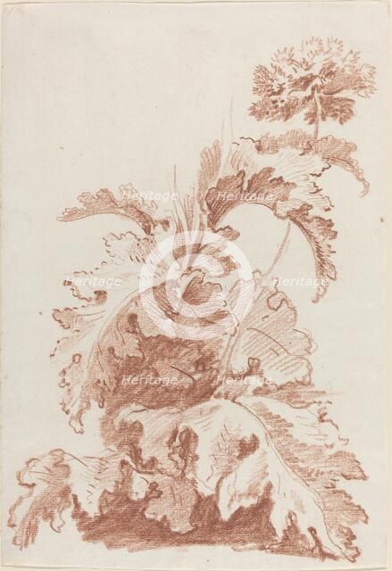 Poppy in Bloom, mid 1760s. Creator: Jean Baptiste Marie Huet.