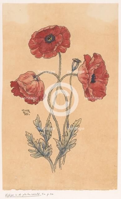 Poppy, in or before 1893. Creator: Willem Wenckebach.