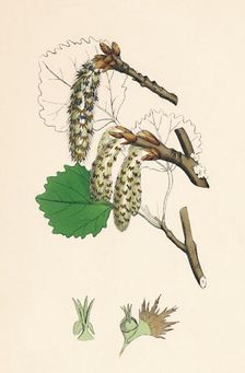 Populus tremula. Aspen 19th Century