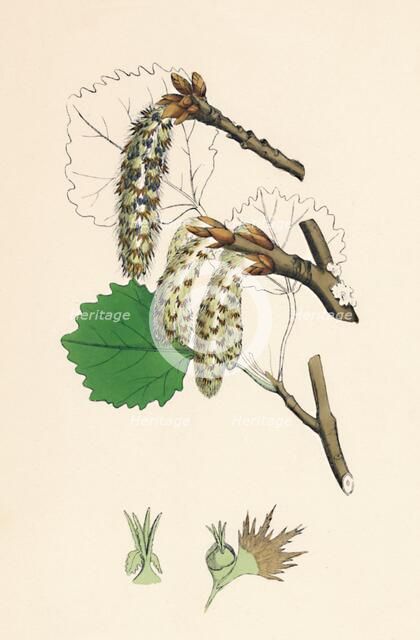 'Populus tremula. Aspen', 19th Century. Artist: Unknown.