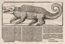 Popular print with representation of a Crocodile, 1563