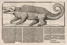 Popular print with representation of a Crocodile, 1563