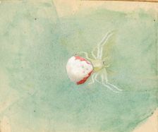 Porcelain-White Spider, late 19th-early 20th century. Creator: Emma Beach Thayer