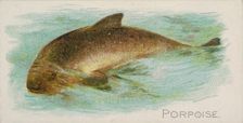 Porpoise, from the Fish from American Waters series (N8) for Allen & Ginter Cigarettes Bra..., 1889. Creator: Allen & Ginter