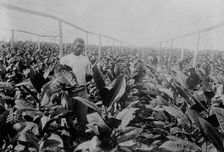 Porto [Puerto] Rico -- Raising tobacco under Cheese Cloth, between c1915 and c1920. Creator: Bain News Service