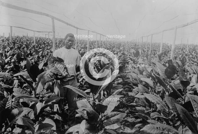 Porto [Puerto] Rico -- Raising tobacco under Cheese Cloth, between c1915 and c1920. Creator: Bain News Service.
