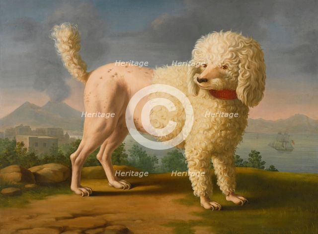 Portrait of Codina, believed to be lady Hamilton's poodle, the bay of Naples with a British man-of-w