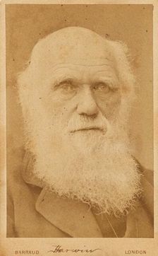 Portrait of Charles Darwin (1809-1882), 1881. Creator: Barraud, Herbert Rose (1845-1896)