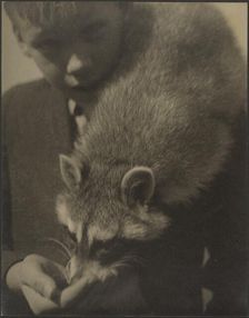 Portrait of a Boy Feeding a Raccoon, 1907-1943. Creator: Louis Fleckenstein