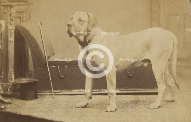 Portrait of a Dog, late 19th century. Creator: Unknown.