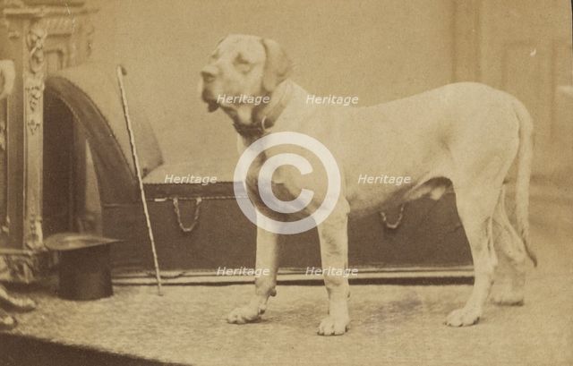 Portrait of a Dog, late 19th century. Creator: Unknown.