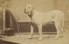 Portrait of a Dog, late 19th century. Creator: Unknown
