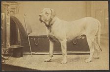 Portrait of a Dog, late 19th century. Creator: Unknown