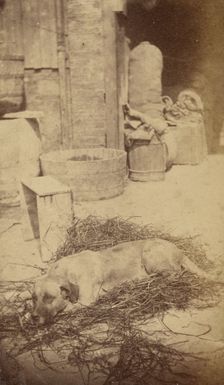 Portrait of a Dog, late 19th century. Creator: John Center