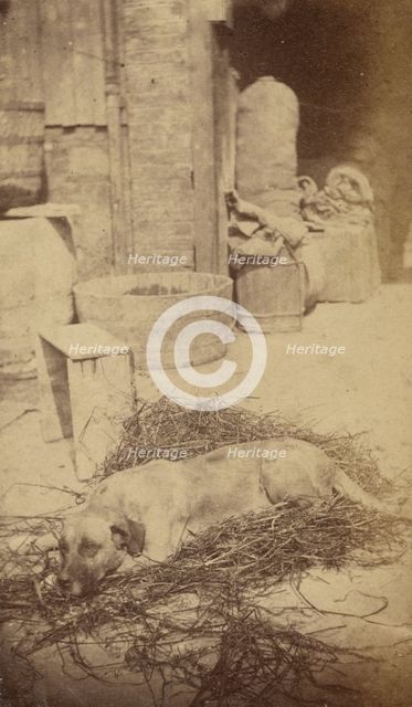 Portrait of a Dog, late 19th century. Creator: John Center.