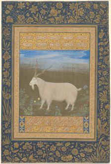 Portrait of a Ladakhi Mountain Goat, about 1600. Creator: Unknown