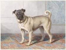 Portrait of Edwin vom Rath’s Pug, c.1880-c.1895. Creator: Conradyn Cunaeus
