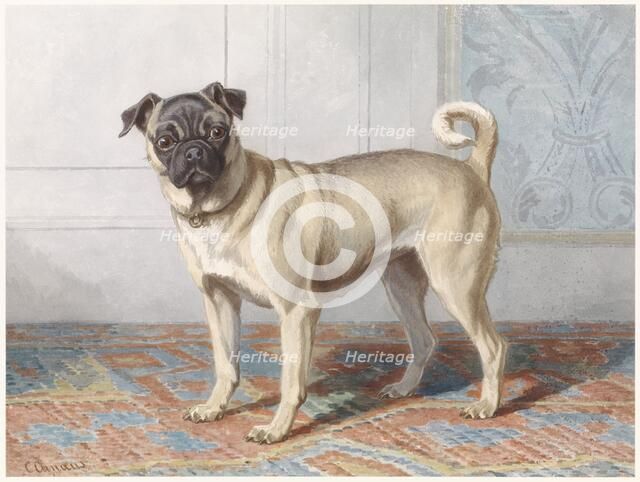 Portrait of Edwin vom Rath’s Pug, c.1880-c.1895. Creator: Conradyn Cunaeus.