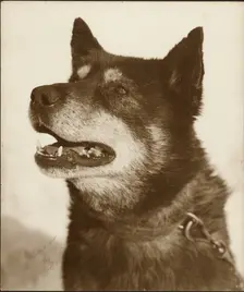 Portrait of Osman, a sled dog, 1910-1913. Creator: Herbert Ponting