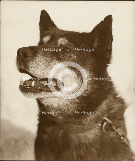 Portrait of Osman, a sled dog, 1910-1913. Creator: Herbert Ponting.