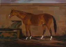 Portrait of Lexington, ca. 1857. Creator: Thomas J. Scott