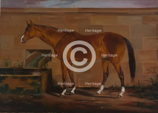 Portrait of Lexington, ca. 1857. Creator: Thomas J. Scott.