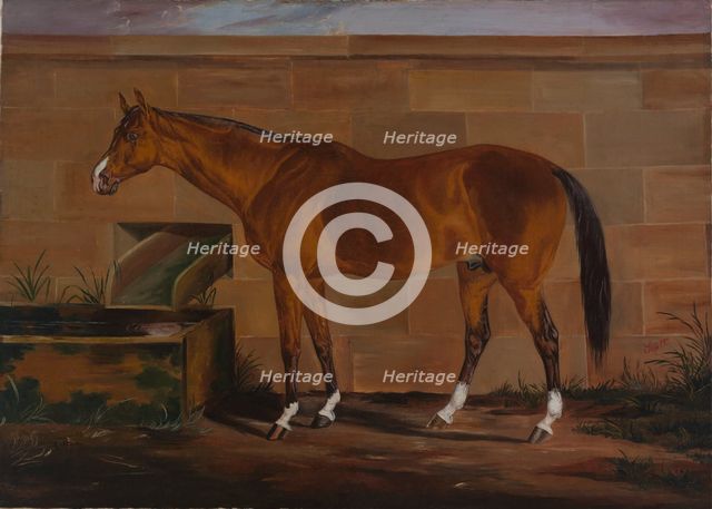 Portrait of Lexington, ca. 1857. Creator: Thomas J. Scott.