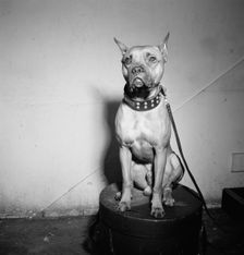 Portrait of Mister (Billie Holiday's dog), New York, N.Y., 1946. Creator: William Paul Gottlieb