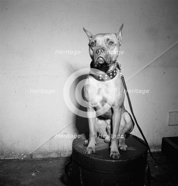 Portrait of Mister (Billie Holiday's dog), New York, N.Y., 1946. Creator: William Paul Gottlieb.
