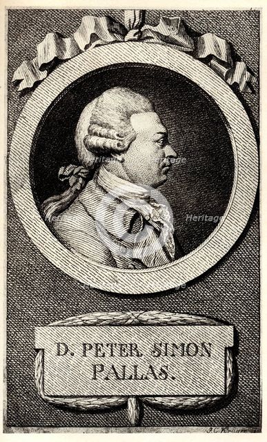 Portrait of the zoologist and botanist Peter Simon Pallas (1741-1811), Early 19th cen.. Artist: Anonymous  