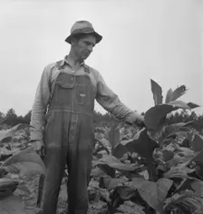 Possibly: Children helping father, tobacco sharecropper..., Person County, North Carolina, 1939. Creator: Dorothea Lange