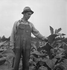 Possibly: Children helping father, tobacco sharecropper..., Person County, North Carolina, 1939. Creator: Dorothea Lange