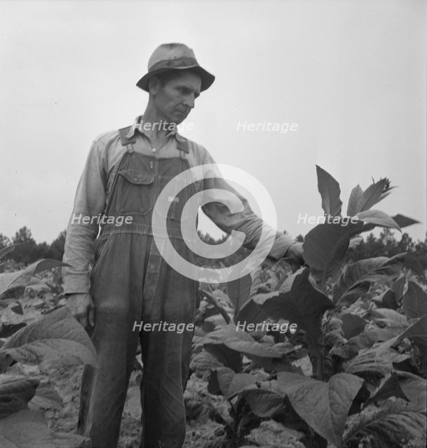Possibly: Children helping father, tobacco sharecropper..., Person County, North Carolina, 1939. Creator: Dorothea Lange.