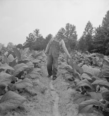 Possibly: Children helping father, tobacco sharecropper..., Person County, North Carolina, 1939. Creator: Dorothea Lange