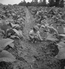 Possibly: Children helping father, tobacco sharecropper..., Person County, North Carolina, 1939. Creator: Dorothea Lange