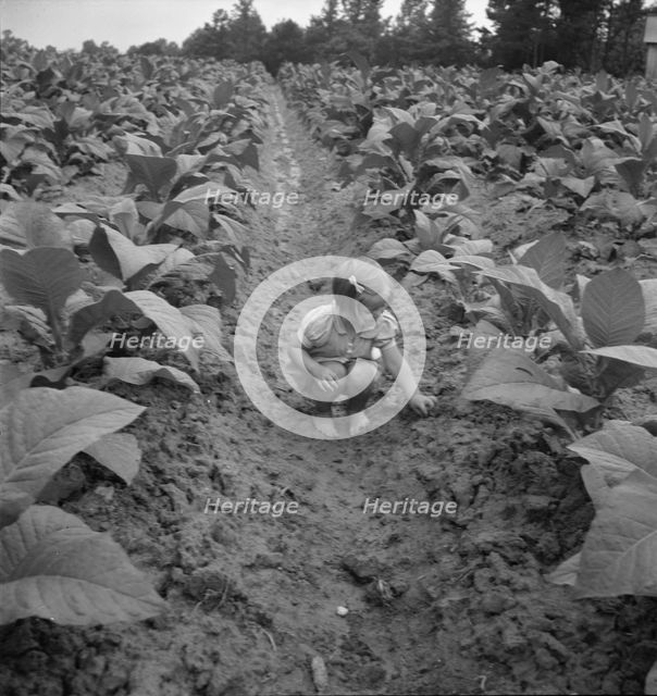 Possibly: Children helping father, tobacco sharecropper..., Person County, North Carolina, 1939. Creator: Dorothea Lange.