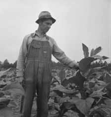 Possibly: Children helping father, tobacco sharecropper..., Person County, North Carolina, 1939. Creator: Dorothea Lange