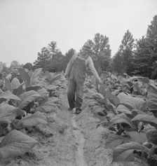 Possibly: Children helping father, tobacco sharecropper..., Person County, North Carolina, 1939. Creator: Dorothea Lange